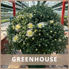 Greenhouse
