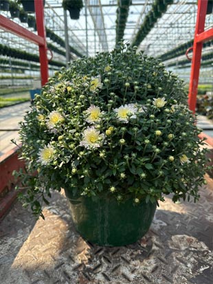 Slideshow Image 2